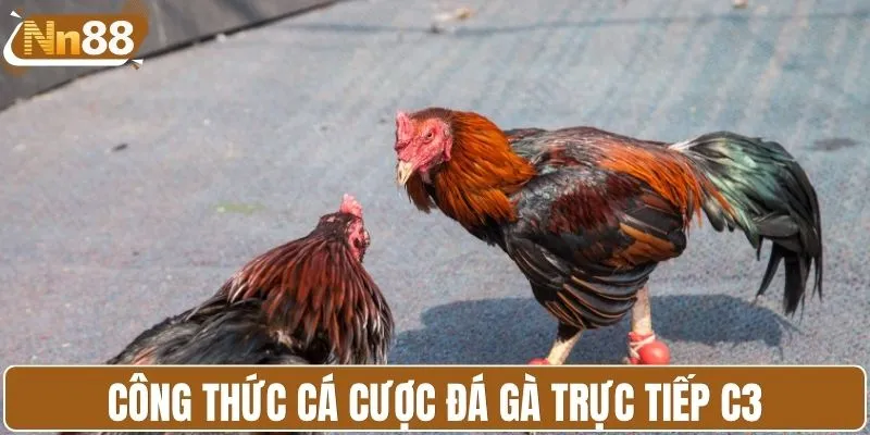 Công thức cá cược đá gà trực tiếp C3