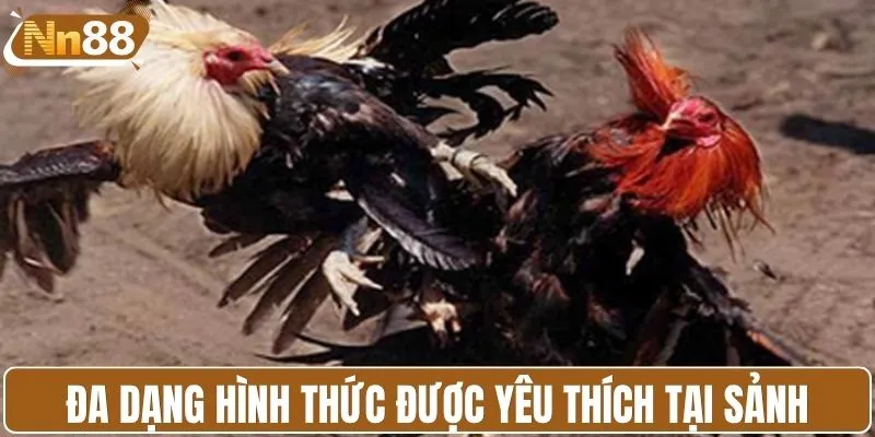Đa dạng hình thức đá gà được yêu thích tại sảnh