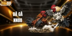 Đá Gà NN88 - Xem Live Không Giật Lag Cùng Tỷ Lệ Ăn Lớn