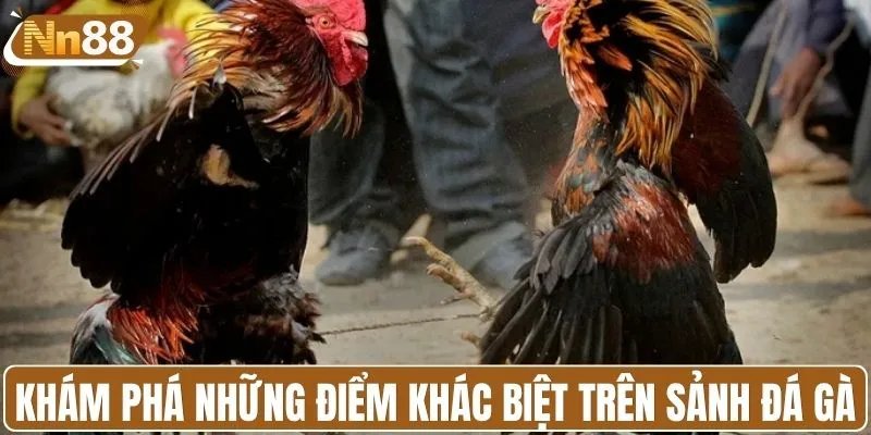 Khám phá những điểm khác biệt trên sảnh đá gà