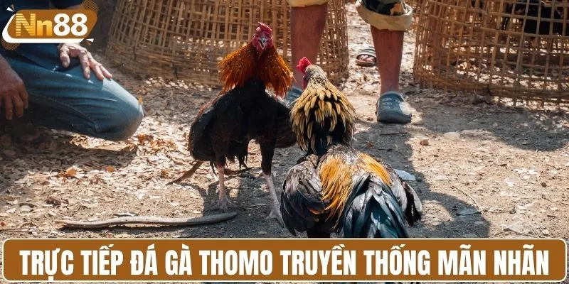 Xem trực tiếp đá gà Thomo truyền thống mãn nhãn